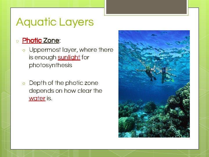 Aquatic Layers ○ Photic Zone: ○ Uppermost layer, where there is enough sunlight for