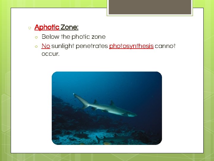 ○ Aphotic Zone: ○ ○ Below the photic zone No sunlight penetrates photosynthesis cannot