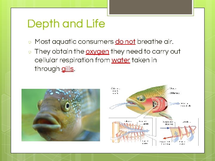 Depth and Life ○ ○ Most aquatic consumers do not breathe air. They obtain
