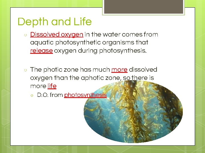 Depth and Life ○ Dissolved oxygen in the water comes from aquatic photosynthetic organisms