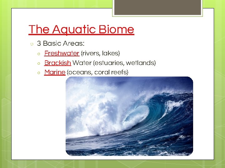 The Aquatic Biome ○ 3 Basic Areas: ○ ○ ○ Freshwater (rivers, lakes) Brackish