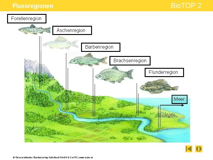 Bio. TOP 2 Flussregionen Forellenregion Äschenregion Barbenregion Brachsenregion Flunderregion Meer © Österreichischer Bundesverlag Schulbuch