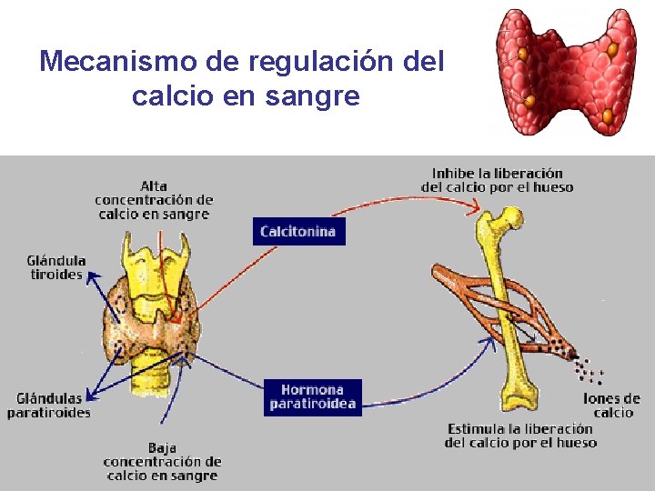 Mecanismo de regulación del calcio en sangre 