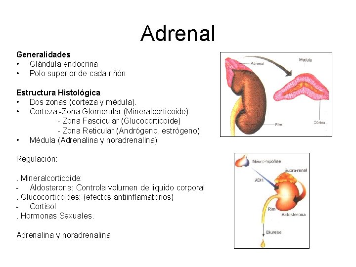 Adrenal Generalidades • Glándula endocrina • Polo superior de cada riñón Estructura Histológica •
