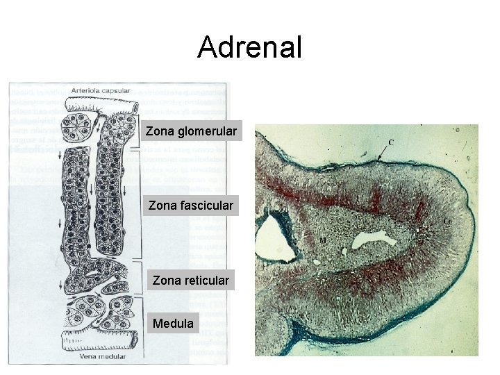 Adrenal Zona glomerular Zona fascicular Zona reticular Medula 