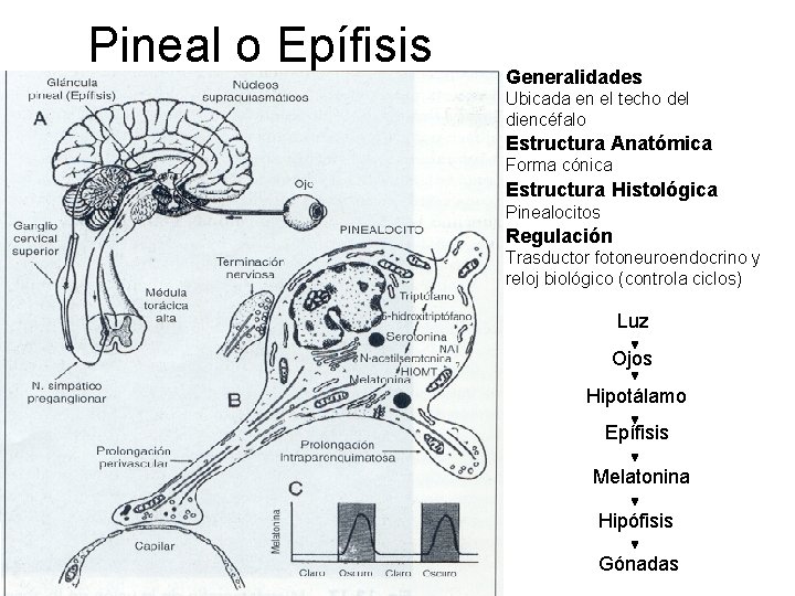 Pineal o Epífisis Generalidades Ubicada en el techo del diencéfalo Estructura Anatómica Forma cónica