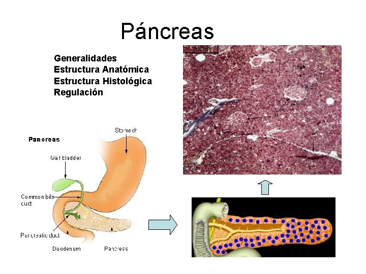 Páncreas Generalidades Estructura Anatómica Estructura Histológica Regulación 