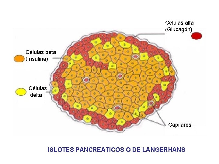 Células alfa (Glucagón) Células beta (Insulina) Células delta Capilares ISLOTES PANCREATICOS O DE LANGERHANS