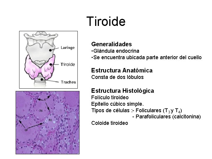 Tiroide Generalidades • Glándula endocrina • Se encuentra ubicada parte anterior del cuello Estructura