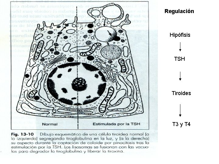 Regulación Hipófisis TSH Tiroides T 3 y T 4 