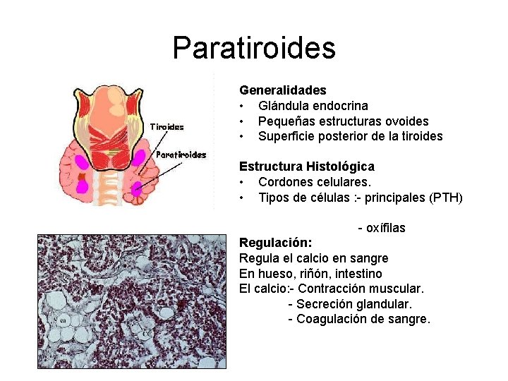 Paratiroides Generalidades • Glándula endocrina • Pequeñas estructuras ovoides • Superficie posterior de la