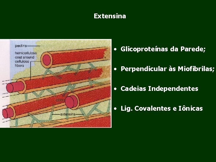 Extensina • Glicoproteínas da Parede; • Perpendicular às Miofibrilas; • Cadeias Independentes • Lig.