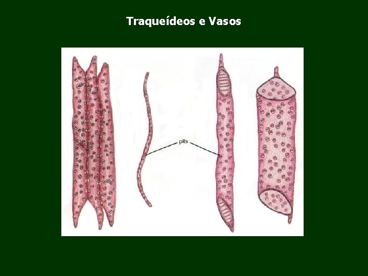 Traqueídeos e Vasos 