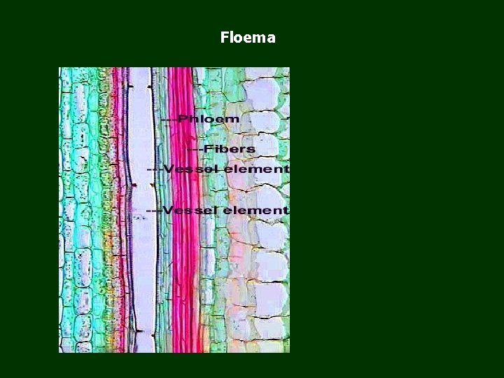 Floema 