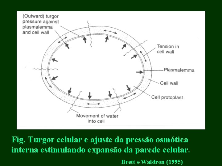 Fig. Turgor celular e ajuste da pressão osmótica interna estimulando expansão da parede celular.