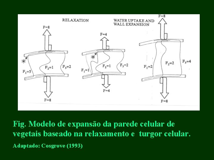 Fig. Modelo de expansão da parede celular de vegetais baseado na relaxamento e turgor