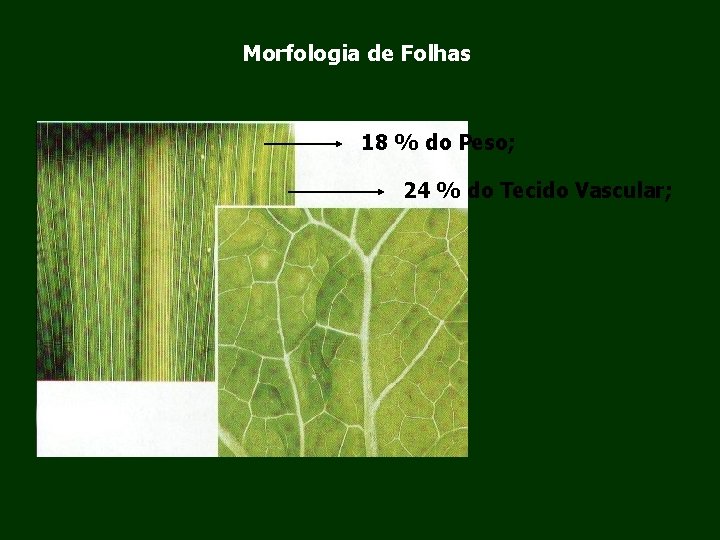 Morfologia de Folhas 18 % do Peso; 24 % do Tecido Vascular; 