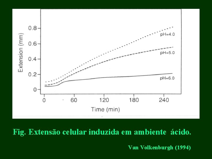 Fig. Extensão celular induzida em ambiente ácido. Van Volkenburgh (1994) 