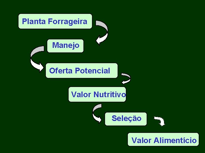 Planta Forrageira Manejo Oferta Potencial Valor Nutritivo Seleção Valor Alimentício 