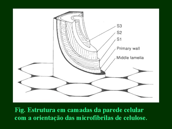 Fig. Estrutura em camadas da parede celular com a orientação das microfibrilas de celulose.