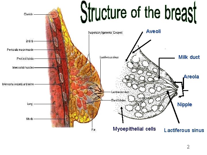 Aveoli Milk duct Areola Nipple Myoepithelial cells Lactiferous sinus 2 