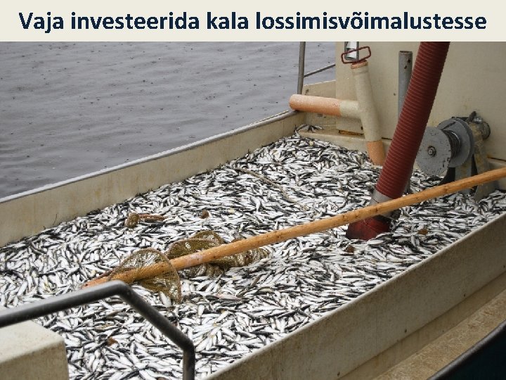 Vaja investeerida kala lossimisvõimalustesse 