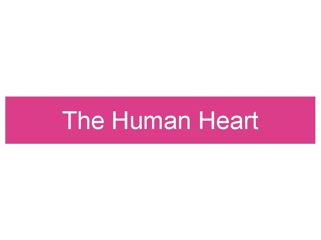 The Human Heart 