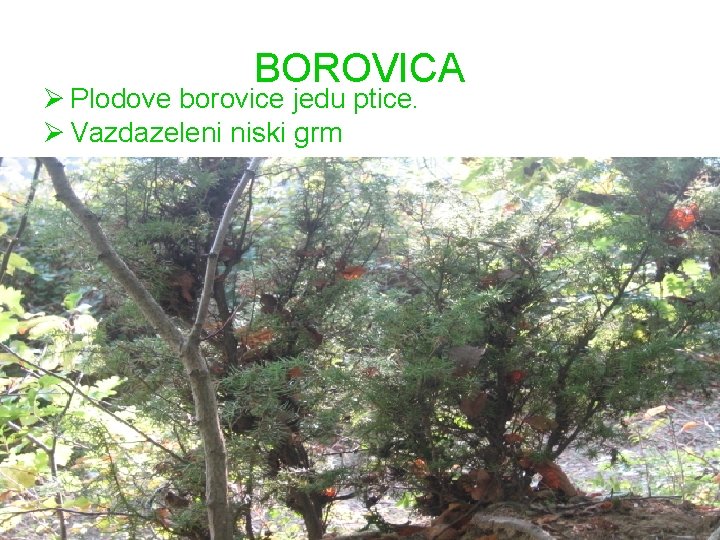 BOROVICA Ø Plodove borovice jedu ptice. Ø Vazdazeleni niski grm 