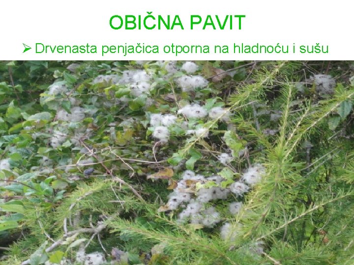 OBIČNA PAVIT Ø Drvenasta penjačica otporna na hladnoću i sušu 