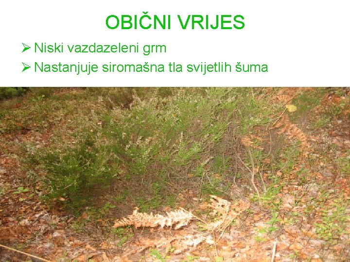 OBIČNI VRIJES Ø Niski vazdazeleni grm Ø Nastanjuje siromašna tla svijetlih šuma 