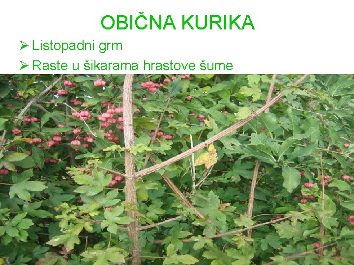 OBIČNA KURIKA Ø Listopadni grm Ø Raste u šikarama hrastove šume 