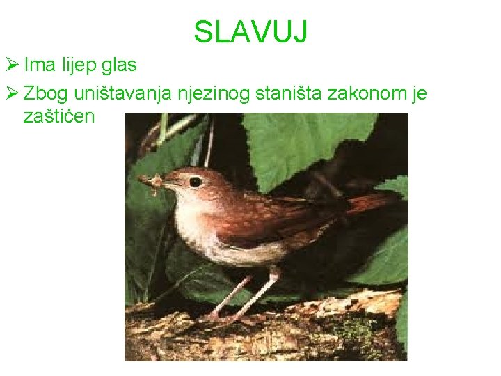 SLAVUJ Ø Ima lijep glas Ø Zbog uništavanja njezinog staništa zakonom je zaštićen 