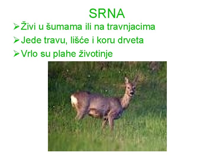 SRNA Ø Živi u šumama ili na travnjacima Ø Jede travu, lišće i koru