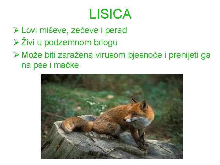 LISICA Ø Lovi miševe, zečeve i perad Ø Živi u podzemnom brlogu Ø Može