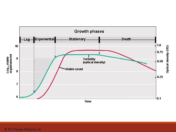 Growth phases Exponential Stationary Death 1. 0 10 Log 10 viable organisms/ml 0. 75