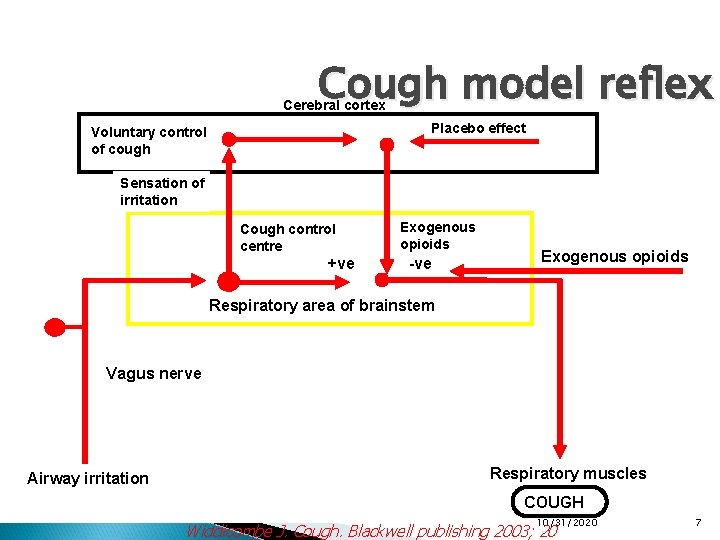 Cough model reflex Cerebral cortex Placebo effect Voluntary control of cough Sensation of irritation