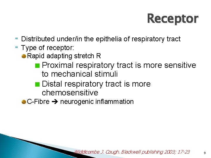Receptor Distributed under/in the epithelia of respiratory tract Type of receptor: Rapid adapting stretch