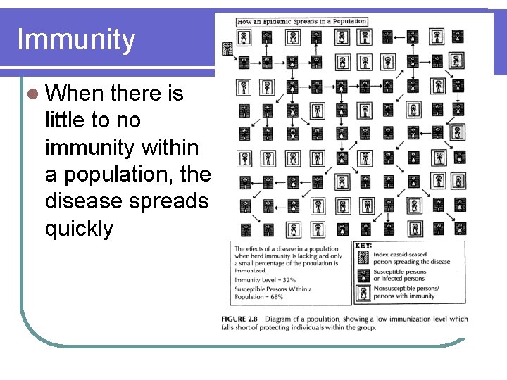 Immunity l When there is little to no immunity within a population, the disease