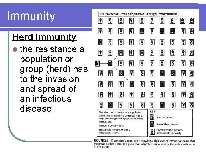 Immunity Herd Immunity l the resistance a population or group (herd) has to the