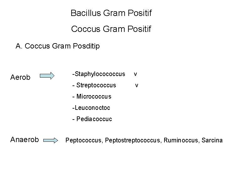 Bacillus Gram Positif Coccus Gram Positif A. Coccus Gram Posditip Aerob -Staphylocococcus v -