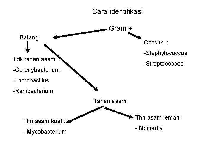 Cara identifikasi Gram + Batang Coccus : -Staphylococcus Tdk tahan asam -Streptococcos -Corenybacterium -Lactobacillus