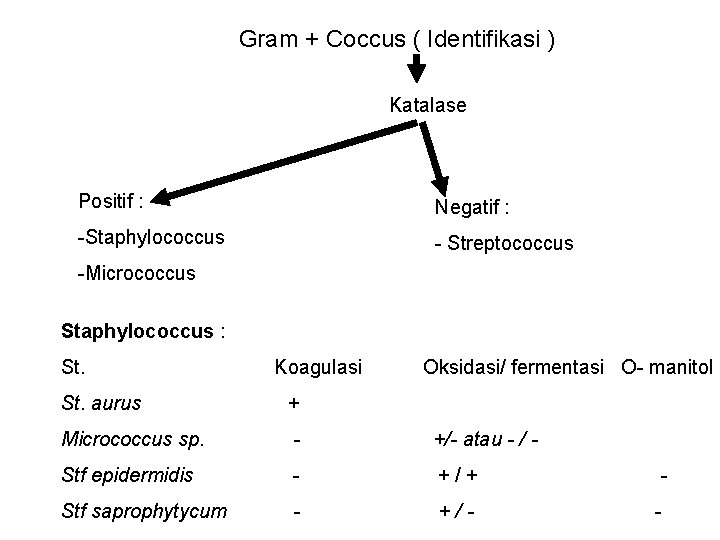 Gram + Coccus ( Identifikasi ) Katalase Positif : Negatif : -Staphylococcus - Streptococcus