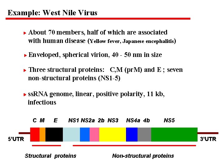 Example: West Nile Virus About 70 members, half of which are associated with human