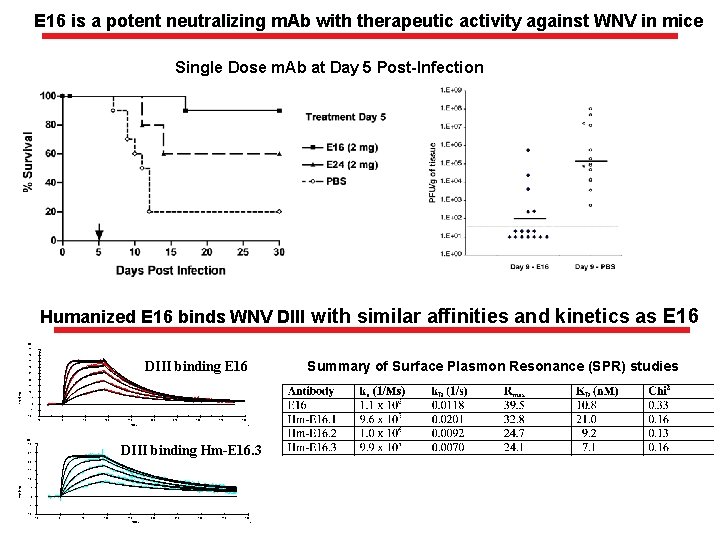 E 16 is a potent neutralizing m. Ab with therapeutic activity against WNV in