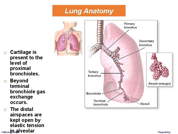 Lung Anatomy Cartilage is present to the level of proximal bronchioles. Beyond terminal bronchiole