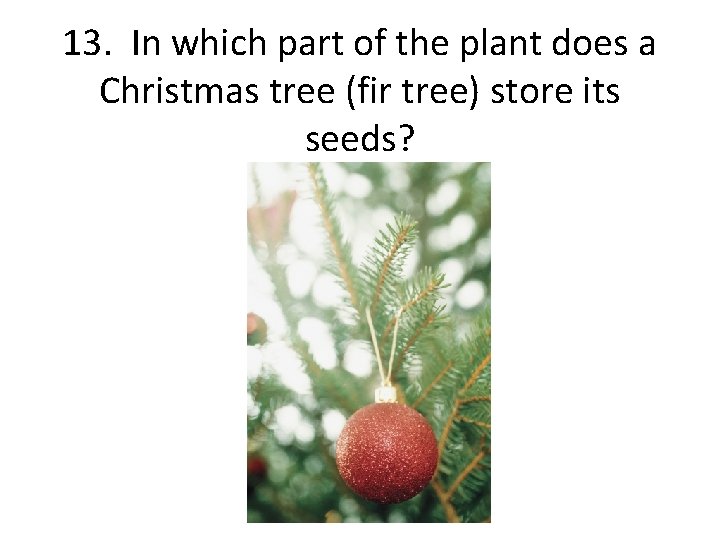 13. In which part of the plant does a Christmas tree (fir tree) store
