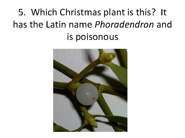 5. Which Christmas plant is this? It has the Latin name Phoradendron and is