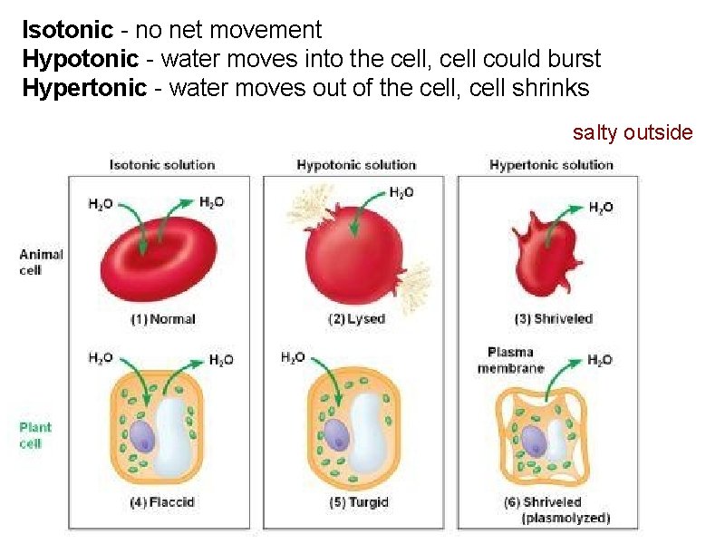 Isotonic - no net movement Hypotonic - water moves into the cell, cell could