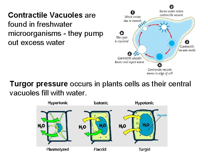 Contractile Vacuoles are found in freshwater microorganisms - they pump out excess water Turgor