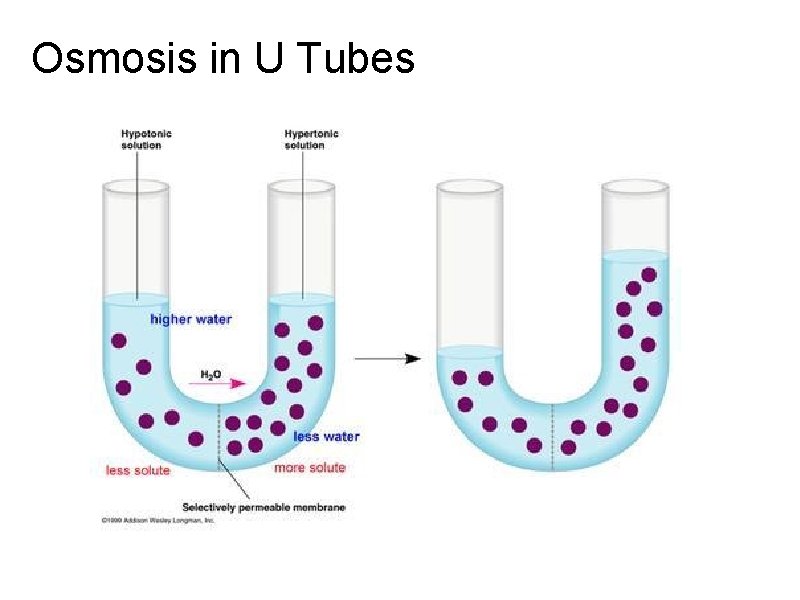 Osmosis in U Tubes 